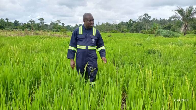 Picture shows Mr. Oppong at one of the rice farms