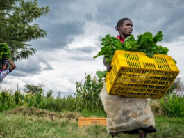 UNDP Conscious Food Incubator 2023 (US $20,000)