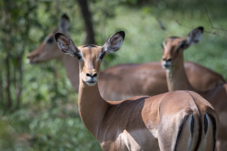 The programme ensures sustainable use of wildlife species. ©FAO/David Mansell-Moullin
