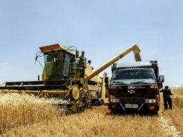Harvesting wheat in the Syrian Arab Republic. ©FAO/Aleppo/Jafaar Al Merei