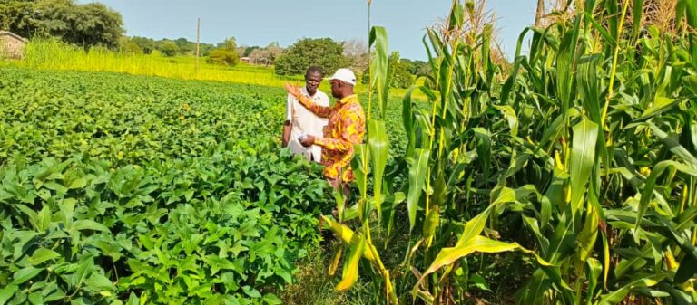 115 farmers introduced to new technologies of farming maize, soya beans