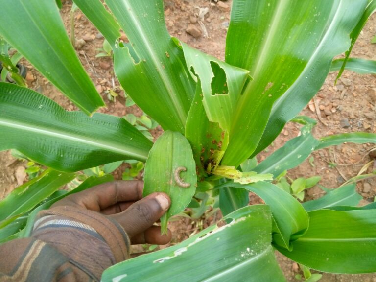Over 60 farmers in Nabdam District sensitised on fall armyworm 