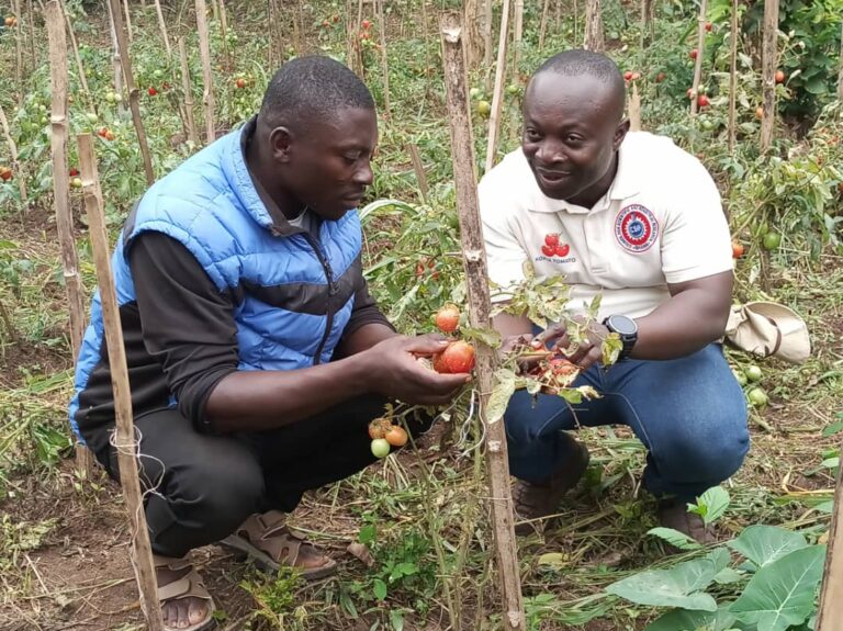 Berekum West tomato growers introduced to new varieties