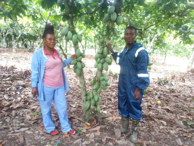 COCOBOD assesses artificial hand pollination of cocoa farms