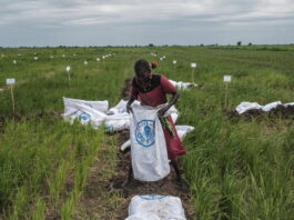 A farmer empties a sack with soil in order to build dykes at the site of the Aweil Rice Scheme, South Sudan. ©FAO/IFAD/WFP/Eduardo Soteras