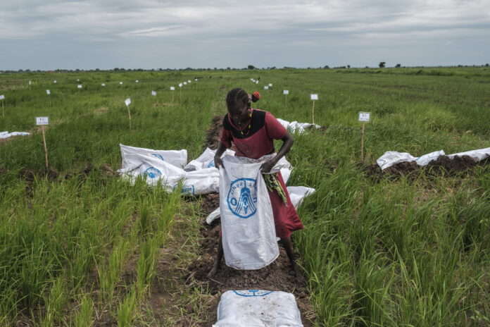 A farmer empties a sack with soil in order to build dykes at the site of the Aweil Rice Scheme, South Sudan. ©FAO/IFAD/WFP/Eduardo Soteras A farmer empties a sack with soil in order to build dykes at the site of the Aweil Rice Scheme, South Sudan. ©FAO/IFAD/WFP/Eduardo Soteras