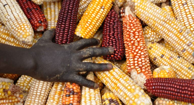 Since 2006, FAO and the GEF have partnered to address the most critical issues at the nexus of agrifood systems and the environment. ©FAO/Raphy Favre