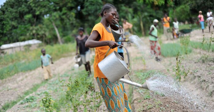 FAO will launch a global assessment on irrigation needs and irrigation potential ©FAO/Riccardo Gangale
