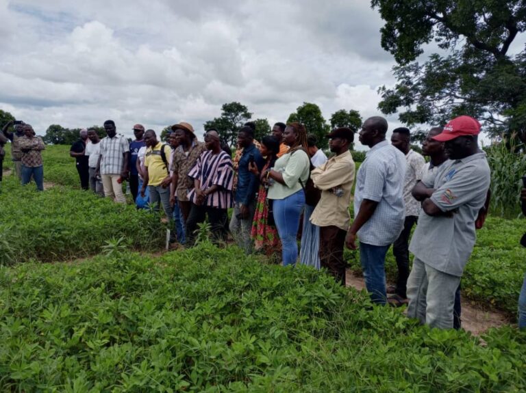 CSIR-SARI introduces groundnut farmers  to good agricultural practices
