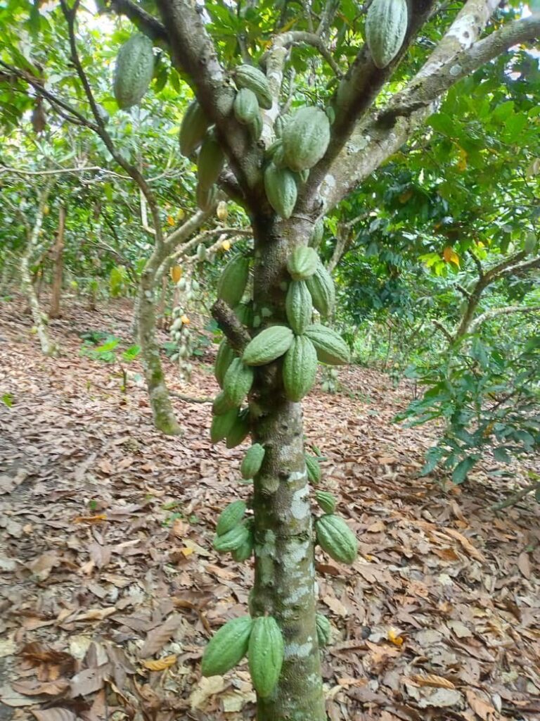 Cocoa farmers urged to desist from using mosquito nets, polythene to ferment cocoa beans 