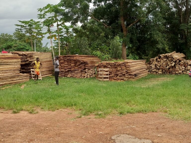 Bono Region gradually transforming into Savannah zone