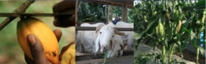 Matching Grant Fund (MGF) for Cocoa, Maize, Livestock (up to € 200.000)