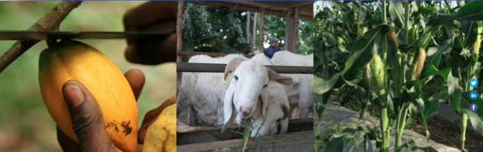 Matching Grant Fund (MGF) for Cocoa, Maize, Livestock (up to € 200.000) Matching Grant Fund (MGF) for Cocoa, Maize, Livestock (up to € 200.000)