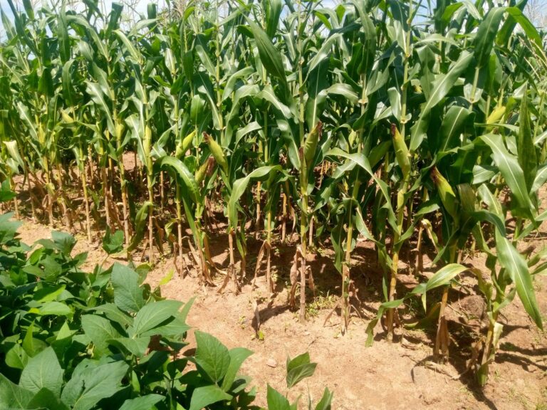 IITA implements Sustainable Soya bean Production in Northern Ghana project