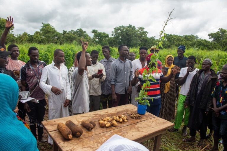 Yam farmers introduced to leaf-cutting technology 