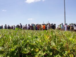 Farmers and scientists on the BT Cowpea trial field at Nyankpala 
