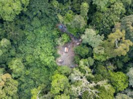 Forests are an important component of natural capital and deliver a broad range of ecosystem services that underpin human well-being. ©FAO/Thomas Nicolon