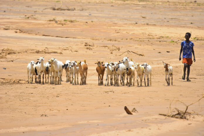 The past few years have seen multiple shocks that have further stalled or even reversed progress across several Sustainable Development Goals. ©FAO/Michael Teweld