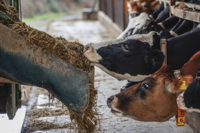 Dairy cows in Italy. ©FAO/Riccardo De Luca Dairy cows in Italy. ©FAO/Riccardo De Luca