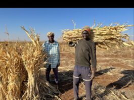 Much of the support to most vulnerable farming and livestock herding households will be delivered using a combination of unconditional cash assistance and livelihood input packages combined with training. ©©FAO/Eilaf Abdelbasit