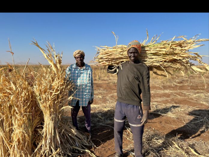Much of the support to most vulnerable farming and livestock herding households will be delivered using a combination of unconditional cash assistance and livelihood input packages combined with training. ©©FAO/Eilaf Abdelbasit