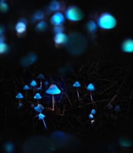 The Future is Fungi Award