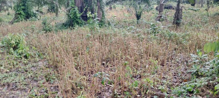 Unidentified disease affects ginger farms in Kadjebi District
