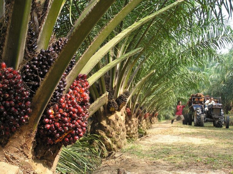 MoFA prioritizes oil palm production in Bekwai Municipality