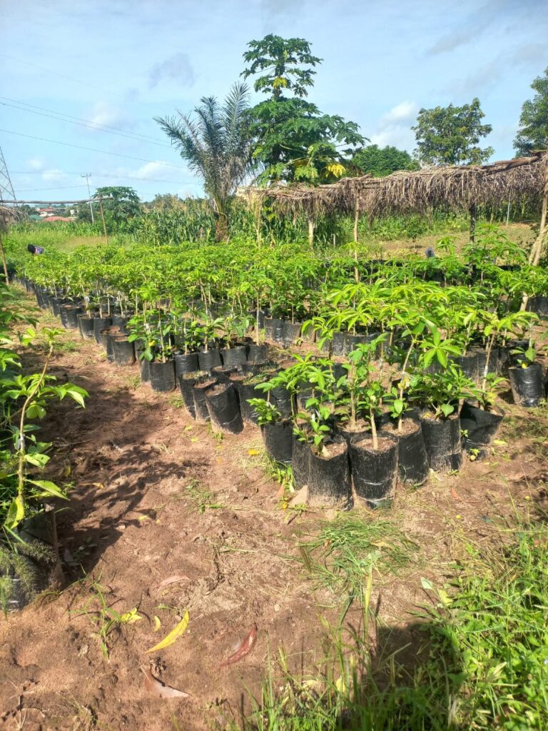 Ho Technical University leads baobab domestication initiative