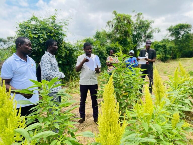 Research scientists working on sustainable ways to store indigenous leafy vegetables