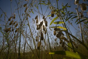 FAO sees the bioeconomy as providing nutritious, safe food to a growing global population, providing sustainable development opportunities and new jobs while reducing environmental harm and waste.©FAO/Rodger Bosch
