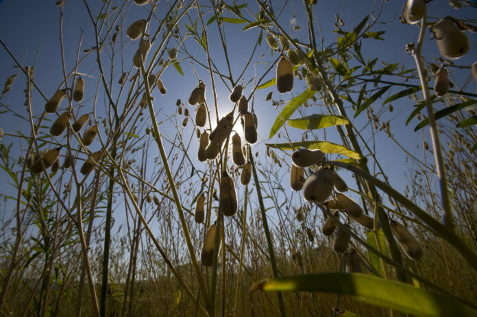 FAO sees the bioeconomy as providing nutritious, safe food to a growing global population, providing sustainable development opportunities and new jobs while reducing environmental harm and waste. ©FAO/Rodger Bosch