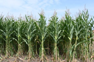 Maize growing in North Macedonia.©UN/Aleksandar Dimishkovski