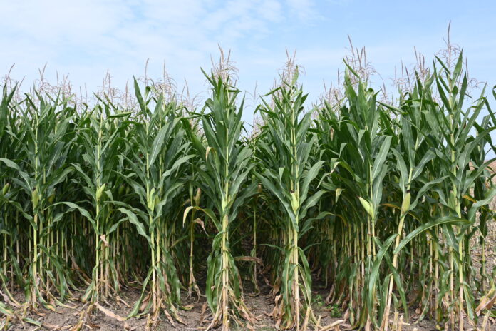 Maize growing in North Macedonia. ©UN/Aleksandar Dimishkovski