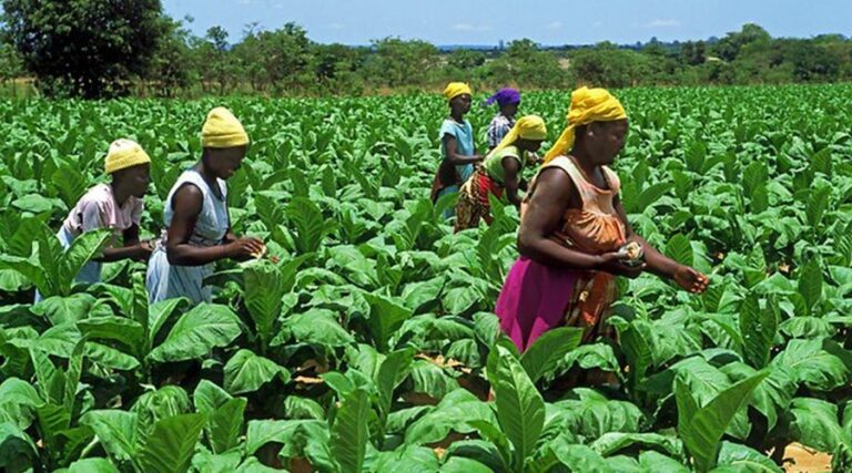 MOFA places emphasis on cash crop production in Ashanti region