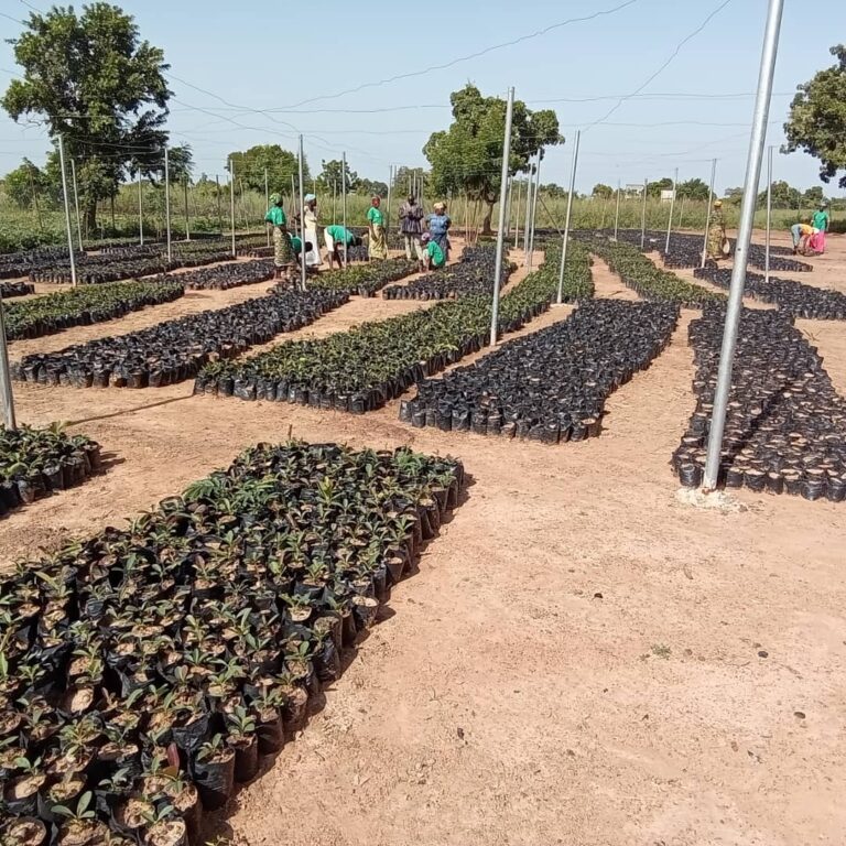 Over one million shea and baobab seedlings nursed for distribution