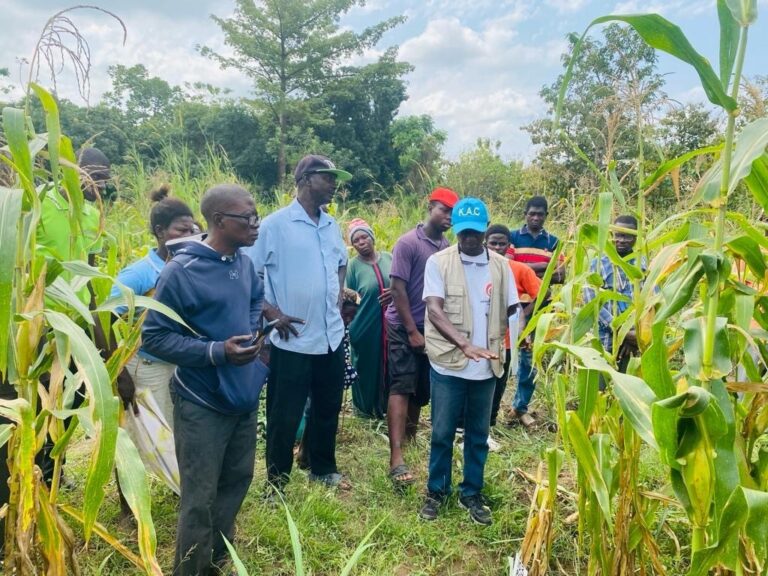 Crop researchers developing new techniques to control armyworm