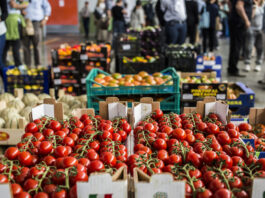 The FSCI indicator framework is intended for global monitoring of agriculture and food systems transformation. ©Alessandra Benedetti