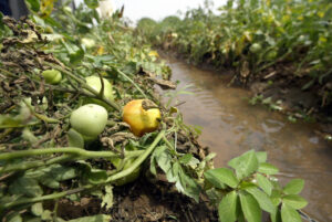 Healthy soils store water better, and they act as carbon sinks, mitigating climate change©FAO/Pius Utomi Ekpei
©FAO/Pius Utomi Ekpei