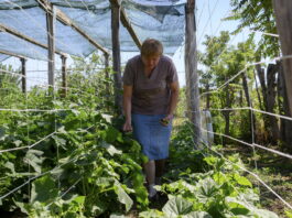 In the Europe and Central Asia region the estimated number of moderately or severely food-insecure people declined by 4.1 percent (or 4.7 million) between 2021 and 2022 to 111.1 million people. ©©FAO/Victor Sokolowicz
