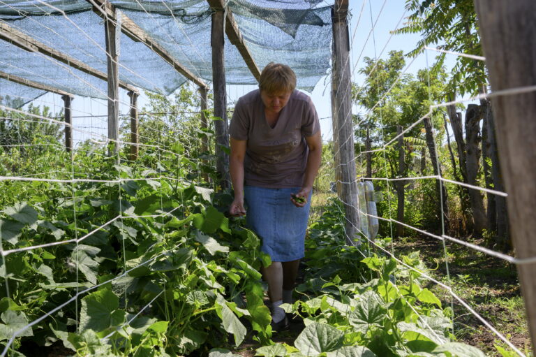 In the Europe and Central Asia region the estimated number of moderately or severely food-insecure people declined by 4.1 percent (or 4.7 million) between 2021 and 2022 to 111.1 million people. ©©FAO/Victor Sokolowicz
