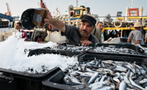 Fisher adding ice to sorted catch in the port of Kélibia, Tunisia©©GFCM/Claudia Amico