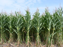 Maize growing in North Macedonia. ©UN/Aleksandar Dimishkovski