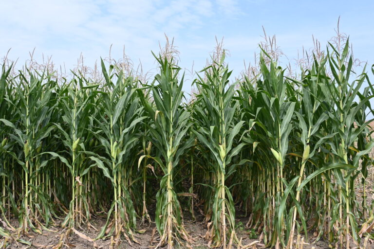 Maize growing in North Macedonia. ©UN/Aleksandar Dimishkovski