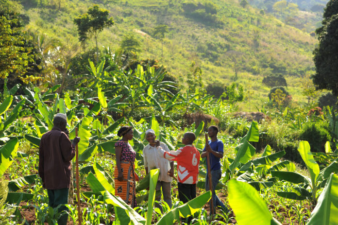 Farmers measure in preparation for a new contour ridge as part of a climate-smart FAO project in Tanzania. ©FAO/Daniel Hayduk