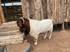 Mr Frimpong at the Centre with some of the goats  