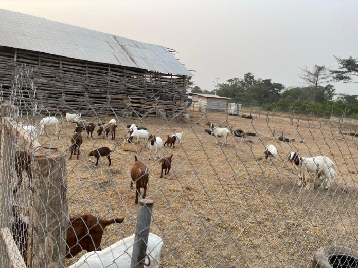 Mr Frimpong at the Centre with some of the goats  