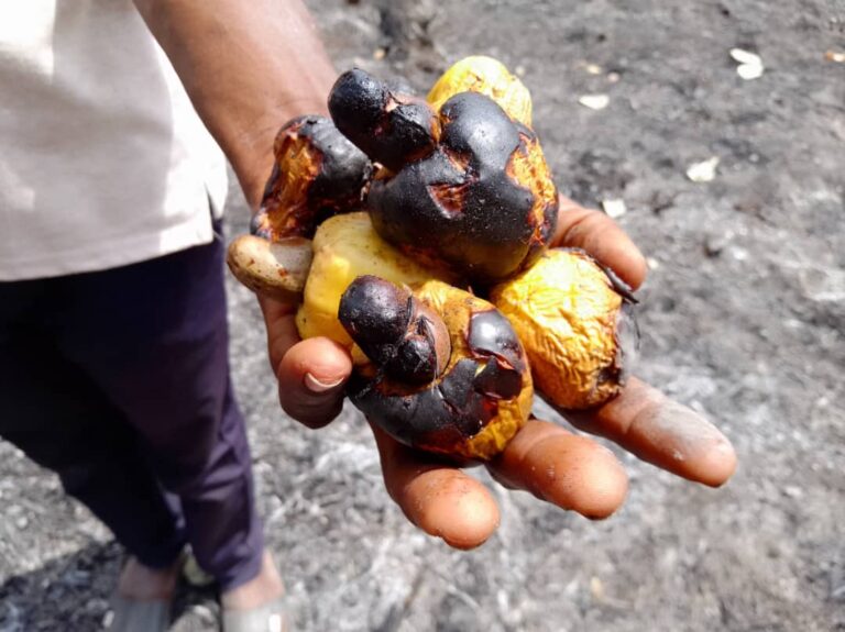 More than 100 acres of cashew farm destroyed by fire