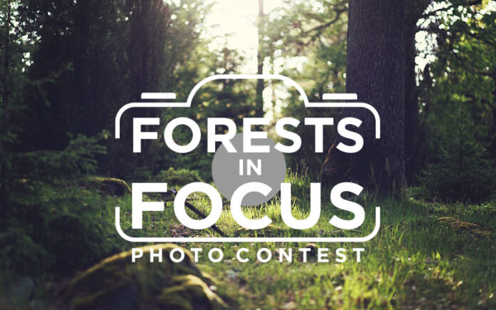 Forests in Focus Photo Contest