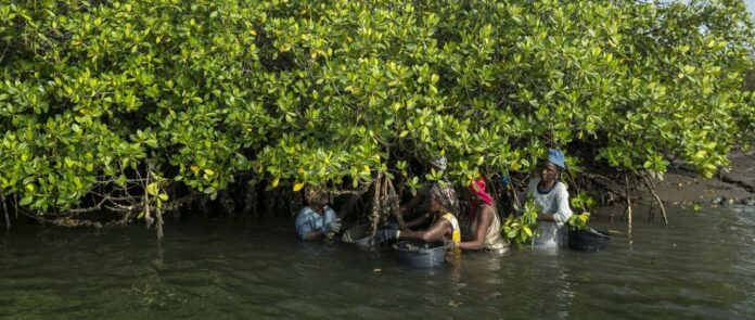 Restoring and Protecting Mangroves for Marine Biodiversity Restoring and Protecting Mangroves for Marine Biodiversity